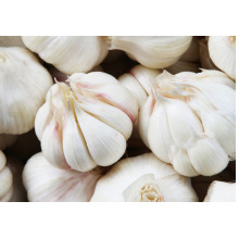 EU standard Fresh natural organic Hybrid garlic Yunnan pollution free garlic